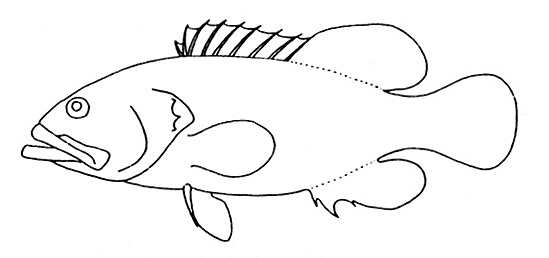 Representative of the Serranidae family (Gosline & Brock, 1960, fig. 124)